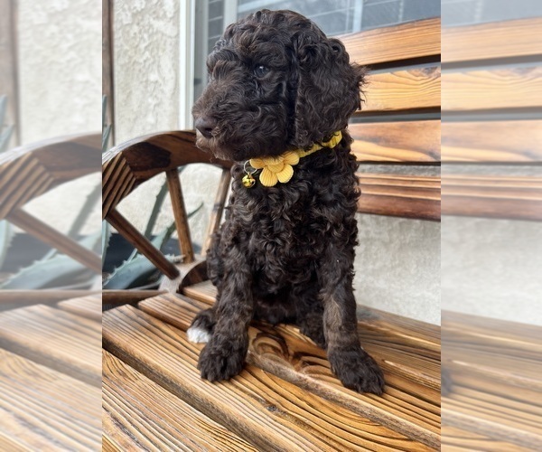Medium Photo #3 Poodle (Standard) Puppy For Sale in BAKERSFIELD, CA, USA