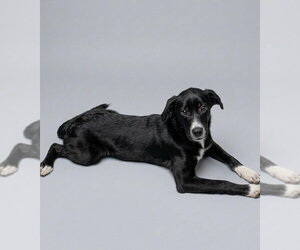 Australian Shepherd-Unknown Mix Dogs for adoption in Holly Springs, NC, USA