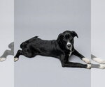Marlee - Female Australian Shepherd-Unknown Mix Dog for Adoption - Small photo
