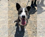 Small #6 Border Collie Mix