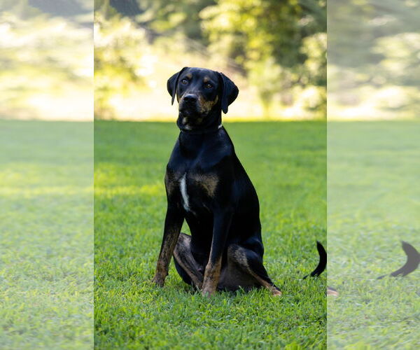 Medium Photo #3 Labrador Retriever-Unknown Mix Puppy For Sale in Milner, GA, USA