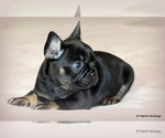 Small #8 French Bulldog