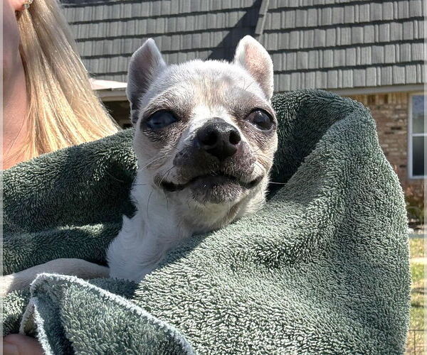 Medium Photo #8 Chihuahua Puppy For Sale in Boonton, NJ, USA