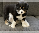 Small Photo #2 Australian Shepherd Puppy For Sale in CROWN POINT, IN, USA