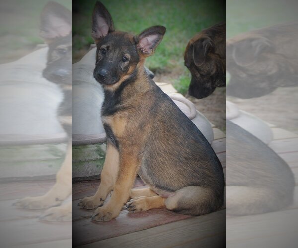 Medium Photo #8 German Shepherd Dog-Unknown Mix Puppy For Sale in Spring, TX, USA