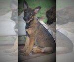 Small #7 German Shepherd Dog Mix