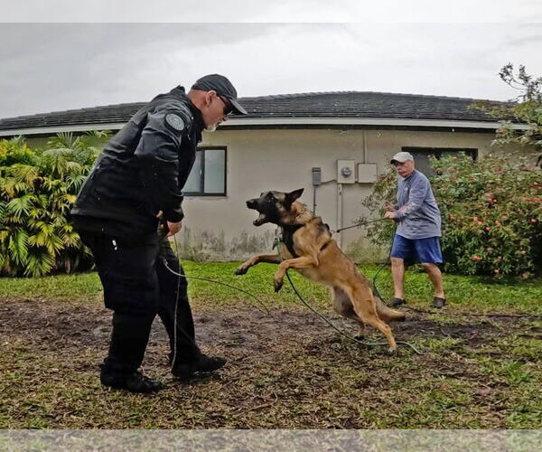 Medium Photo #14 Mutt Puppy For Sale in Stevens Point, WI, USA