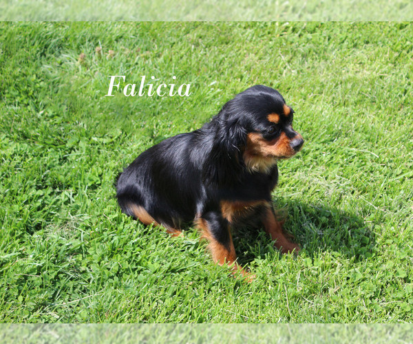Medium Photo #13 Cavalier King Charles Spaniel Puppy For Sale in CHANUTE, KS, USA