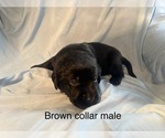 Small #6 Labrador Retriever