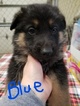 Small Photo #1 German Shepherd Dog Puppy For Sale in SHERIDAN, IN, USA