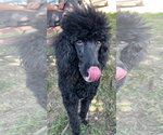 Small #7 Mutt