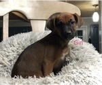 Small Photo #3 Boxador Puppy For Sale in CONVERSE, IN, USA