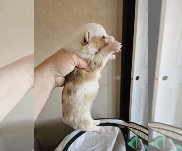 Medium Photo #8 American Corgi Puppy For Sale in NOWATA, OK, USA