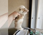 Small Photo #8 American Corgi Puppy For Sale in NOWATA, OK, USA