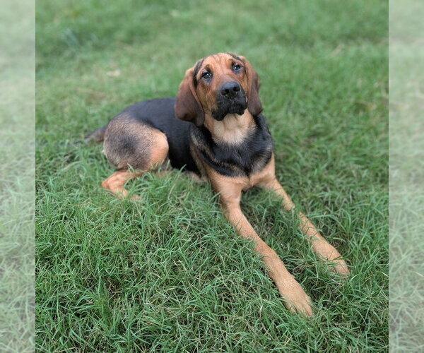 Medium Photo #3 Mutt Puppy For Sale in Vail, AZ, USA