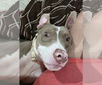 Small #3 American Pit Bull Terrier