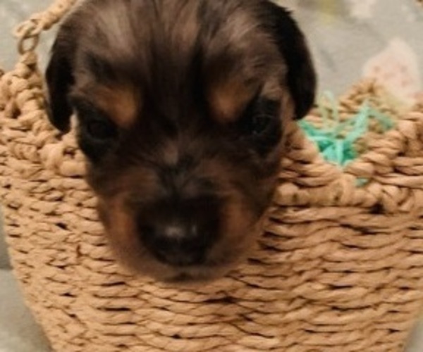 Medium Photo #3 Dachshund Puppy For Sale in DENHAM SPRINGS, LA, USA