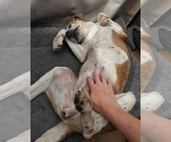 Medium Photo #8 Beagle-Unknown Mix Puppy For Sale in Dunnellon, FL, USA