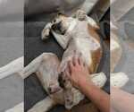 Small #7 Beagle Mix