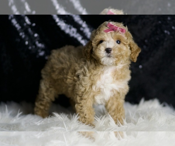 Medium Photo #4 Maltipoo Puppy For Sale in WARSAW, IN, USA