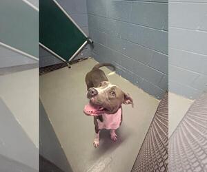 Mutt Dogs for adoption in Rowlett, TX, USA