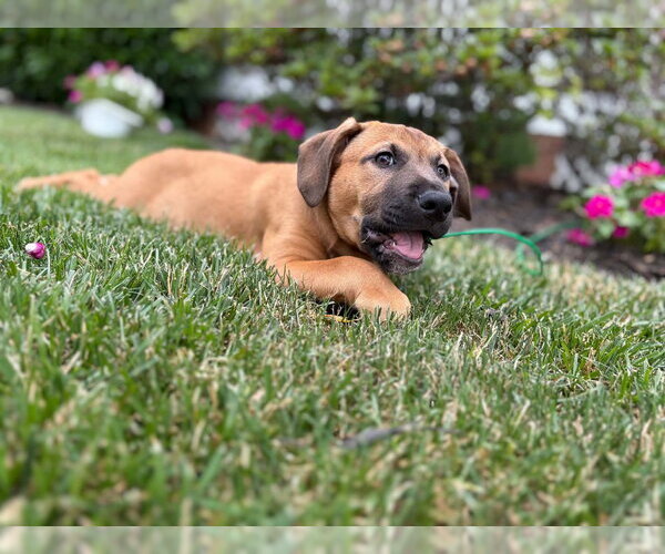 Medium Photo #5 Labrador Retriever-Unknown Mix Puppy For Sale in Derwood, MD, USA