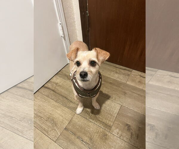 Medium Photo #2 Mutt Puppy For Sale in Menifee, CA, USA