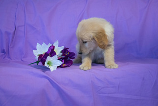 Golden Retriever Puppy for sale in CUYAHOGA FALLS, OH, USA