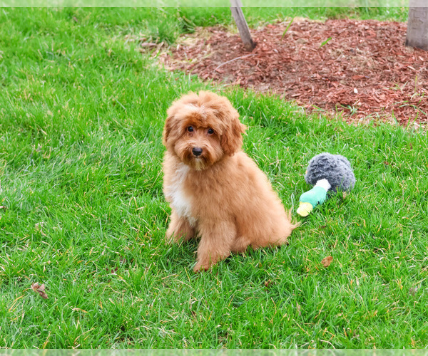 Medium Photo #3 Cavapoo (Miniature) Puppy For Sale in SYRACUSE, IN, USA