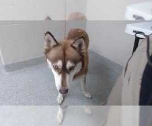 Siberian Husky Dogs for adoption in Pasadena, TX, USA