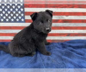 German Shepherd Dog Puppy for Sale in LEBANON, Missouri USA