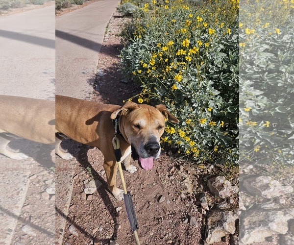 Medium Photo #4 Great Dane-Unknown Mix Puppy For Sale in phoenix, AZ, USA