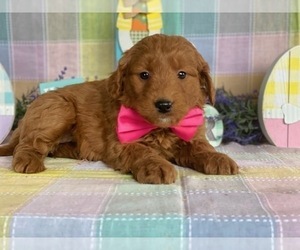 Goldendoodle Puppy for sale in LANCASTER, PA, USA