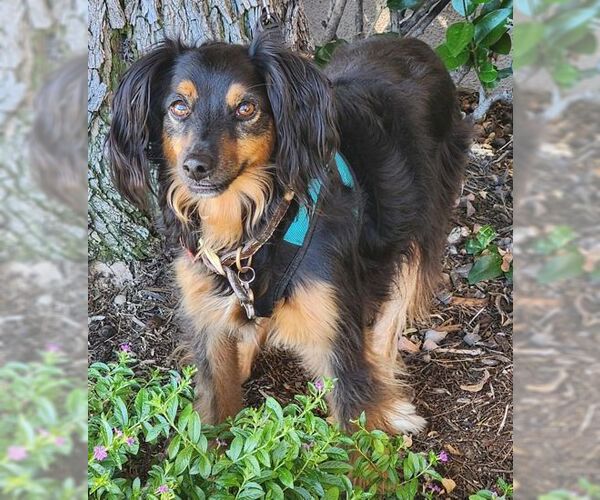 Medium Photo #2 Colonial Cocker Spaniel-Unknown Mix Puppy For Sale in Tustin, CA, USA
