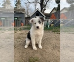 Small Photo #1 Border-Aussie Puppy For Sale in ANTELOPE, CA, USA