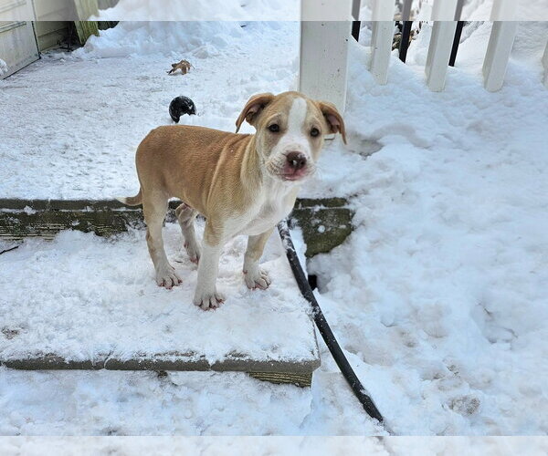 Medium Photo #6 American Pit Bull Terrier-Unknown Mix Puppy For Sale in Rockaway, NJ, USA