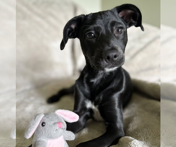 Medium Photo #5 Labrador Retriever-Unknown Mix Puppy For Sale in Genesee, WI, USA