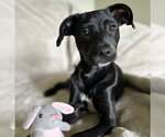 Small #4 Labrador Retriever Mix