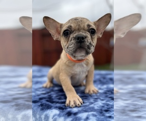 French Bulldog Puppy for Sale in SACRAMENTO, California USA