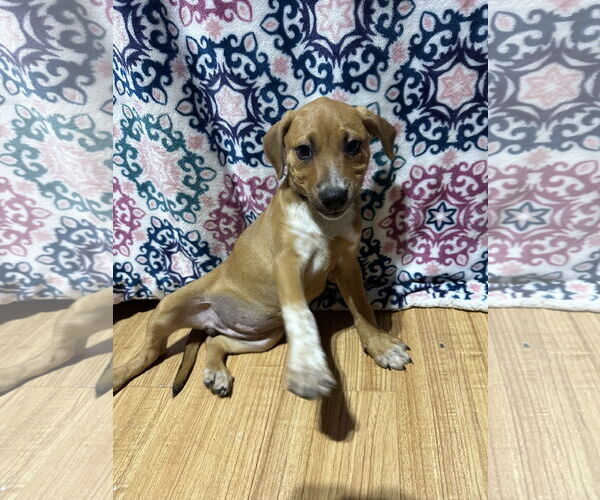 Medium Photo #4 Bluetick Coonhound-Redbone Coonhound Mix Puppy For Sale in Ball Ground, GA, USA