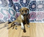 Small #3 Bluetick Coonhound-Redbone Coonhound Mix
