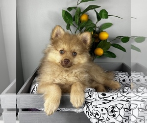 Pomeranian Puppy for sale in FRANKLIN, IN, USA