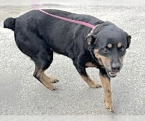 Rottweiler-Unknown Mix Dogs for adoption in Houston, TX, USA