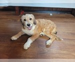 Small Photo #77 Bernedoodle (Miniature) Puppy For Sale in BLACK FOREST, CO, USA
