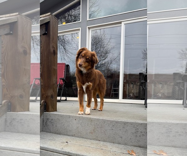 Medium Photo #1 Australian Shepherd Puppy For Sale in Overland Park, KS, USA