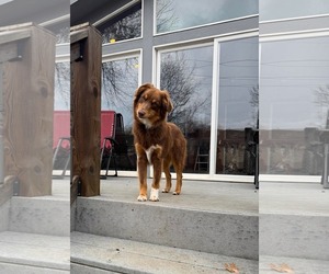 Australian Shepherd Dogs for adoption in Overland Park, KS, USA