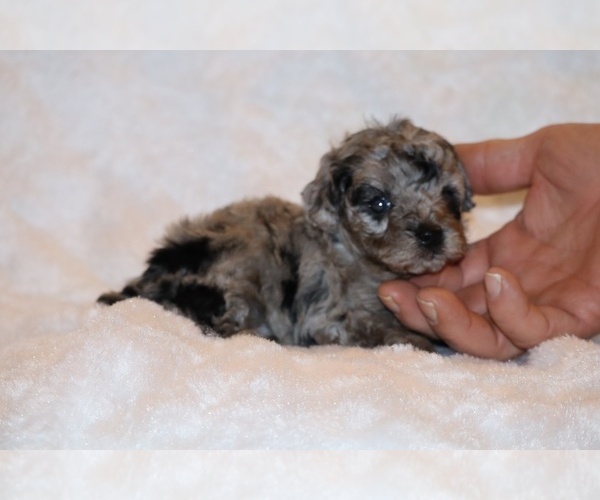 Medium Photo #2 Poodle (Toy) Puppy For Sale in DYERSBURG, TN, USA