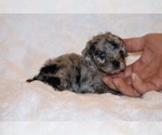 Small #1 Poodle (Toy)