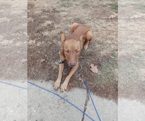 Medium Photo #2 Australian Shepherd-Unknown Mix Puppy For Sale in Mechanicsburg, PA, USA