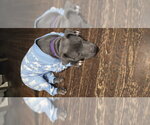 Small #2 Mutt